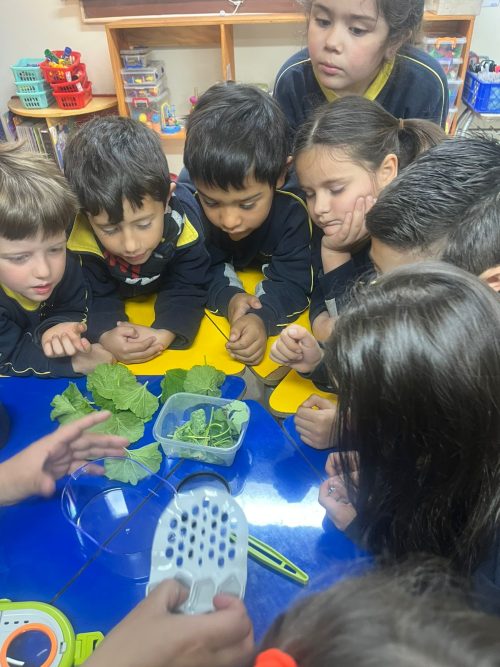 Una maravillosa experiencia de aprendizaje en Kínder