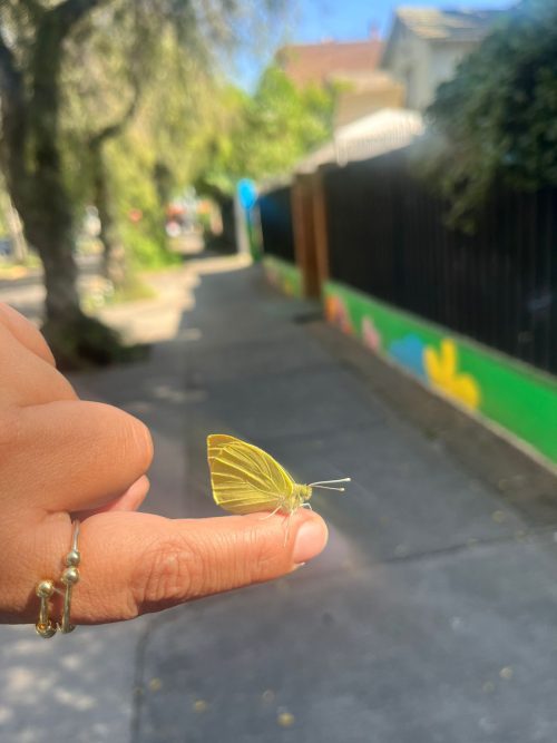 Una maravillosa experiencia de aprendizaje en Kínder