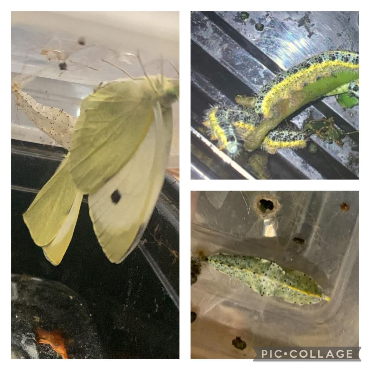 Una maravillosa experiencia de aprendizaje en Kínder