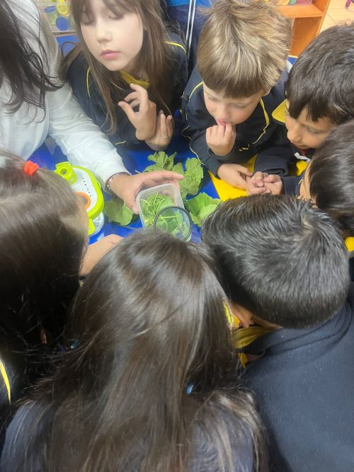 Una maravillosa experiencia de aprendizaje en Kínder